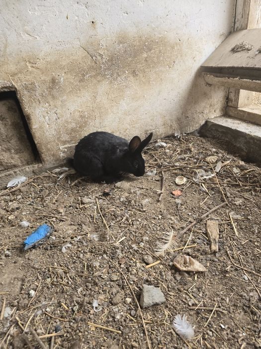 Зайцы продаются по 9 тысяча