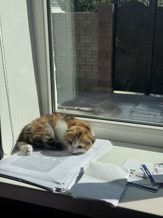 Кошка пародистая