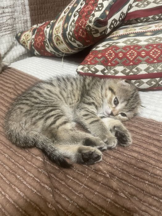 Продам котят шотландские