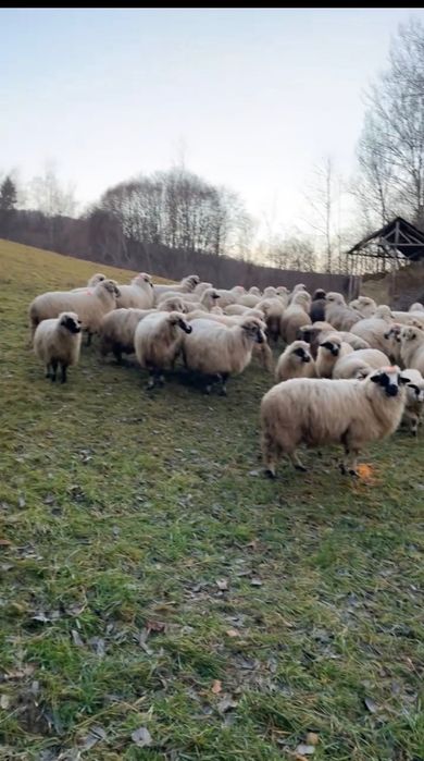 Vand oi ,detali in privat