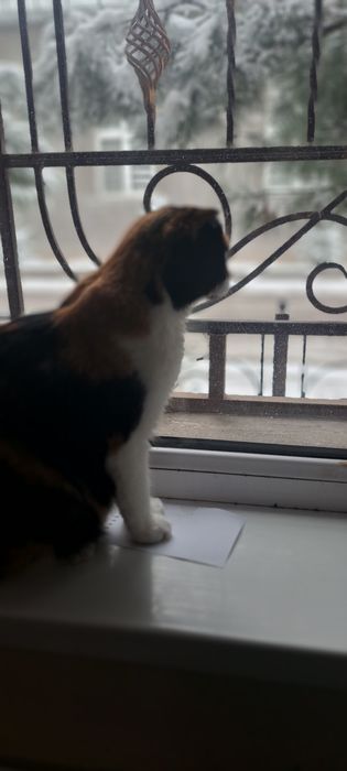 Мушук боласи берилади