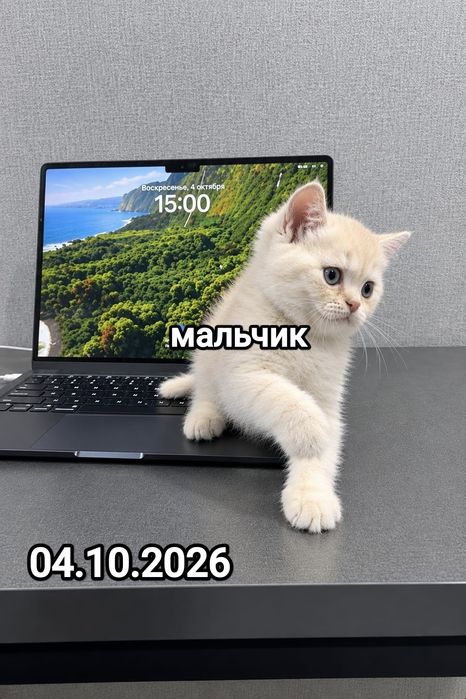 Британские котята
