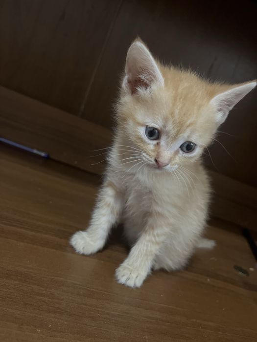 Котята в хорошие руки