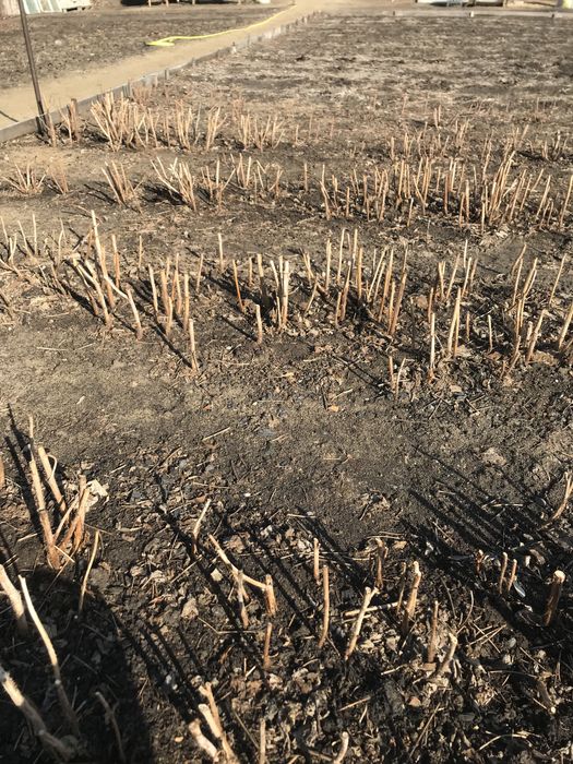 Саженцы малины …