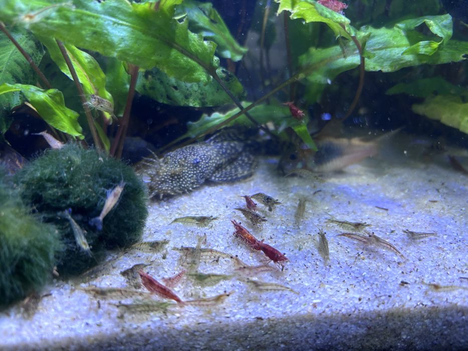 Напълно обурудван аквариум