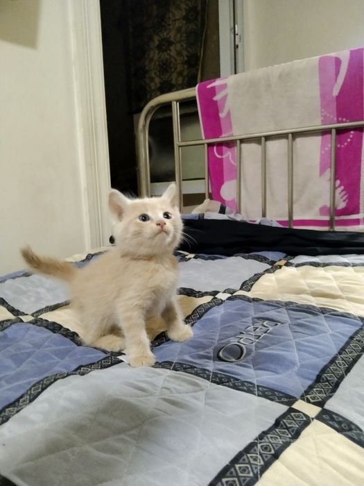 Отдам котят в добрые руки
