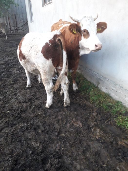 Vând viței înțărcați