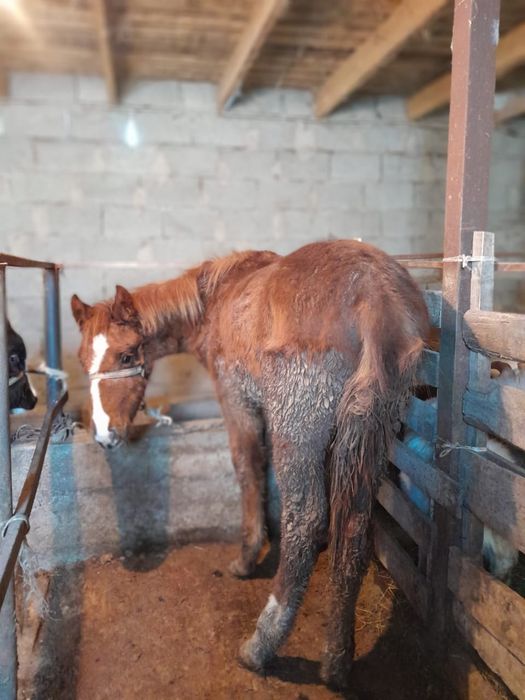 Боб қызыл шаш түсі