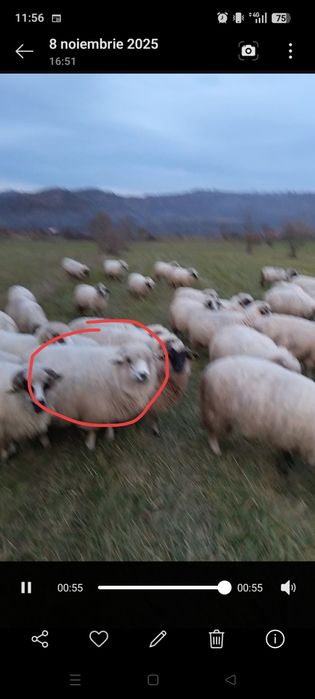 Disponibile 8 oi ,un berbec și 15 miei de anu asta