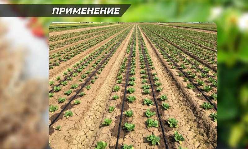 Капельный полив, капельная лента