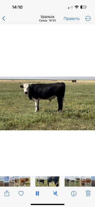 Семіз өгіздер бар