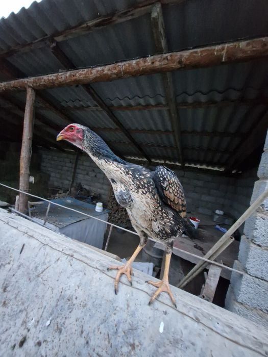 Таза канды кораз мекендер