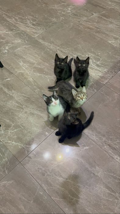 Котята ищут семью
