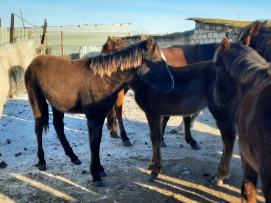 Жылқылар . Лощади.