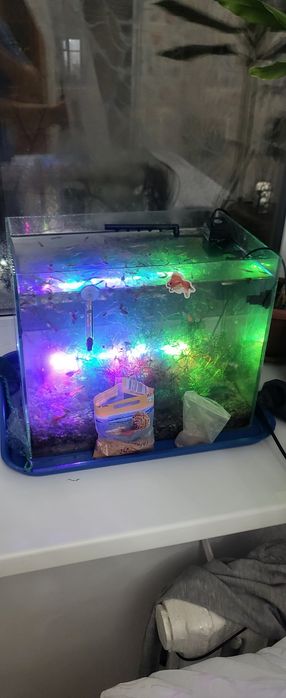 Продам в аквариум