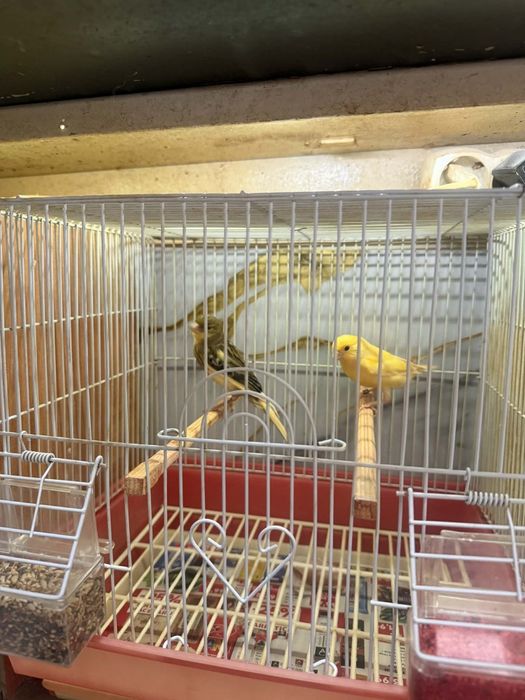 Canari de vînzare inelați la furie 2024 - 2025