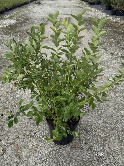 Готови силни, развити и  плододаващи Американски боровинки