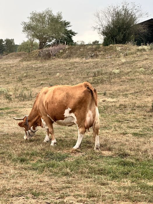 Vând o vacă bălțată și doi viței