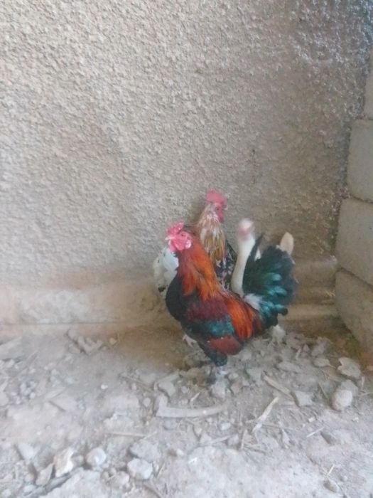 Японски тауықбен  қораздар бар