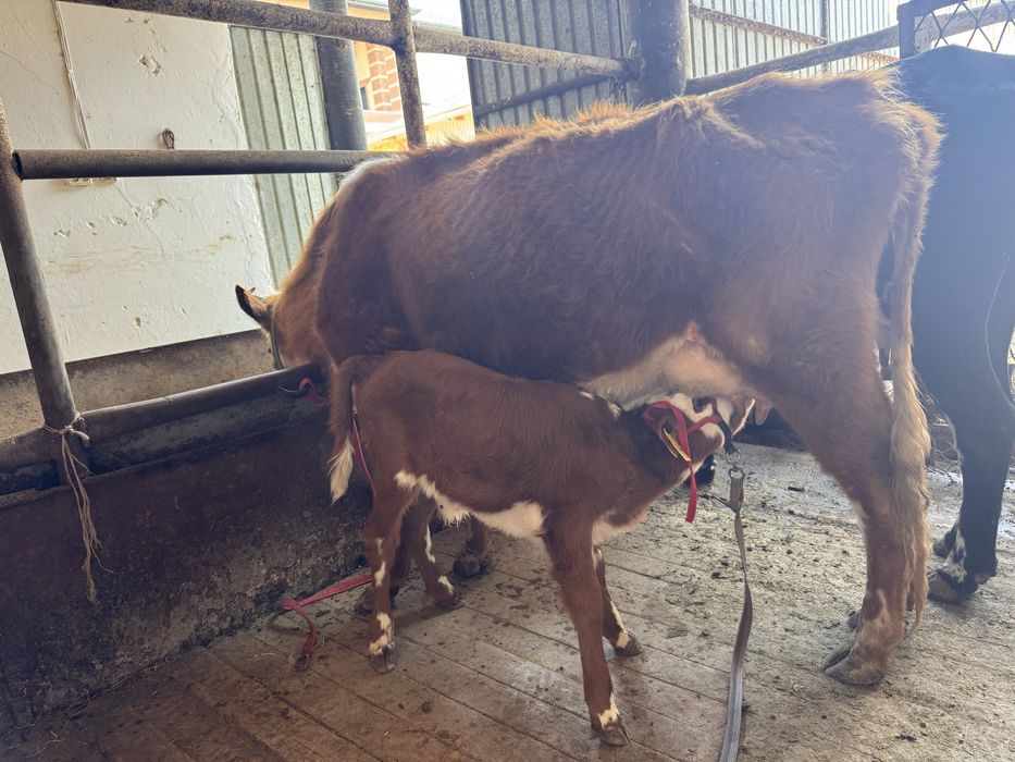 Қызыл Қашар сауынды бұзаулы