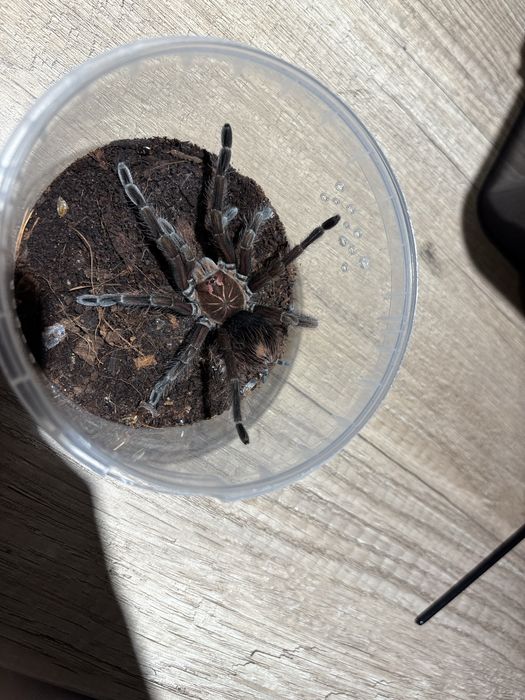 в продаже pamphobeteus platyoma