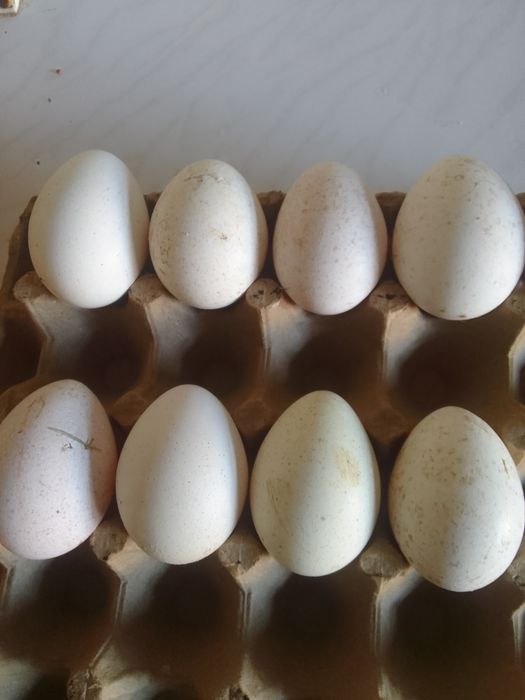 Уругланган курка (индюк) тухум сотилади