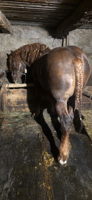 Armăsar de 2 pe 3 ani de vânzare