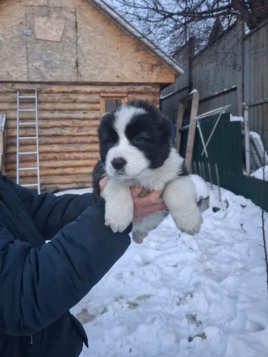 Щенки САО (алабай)