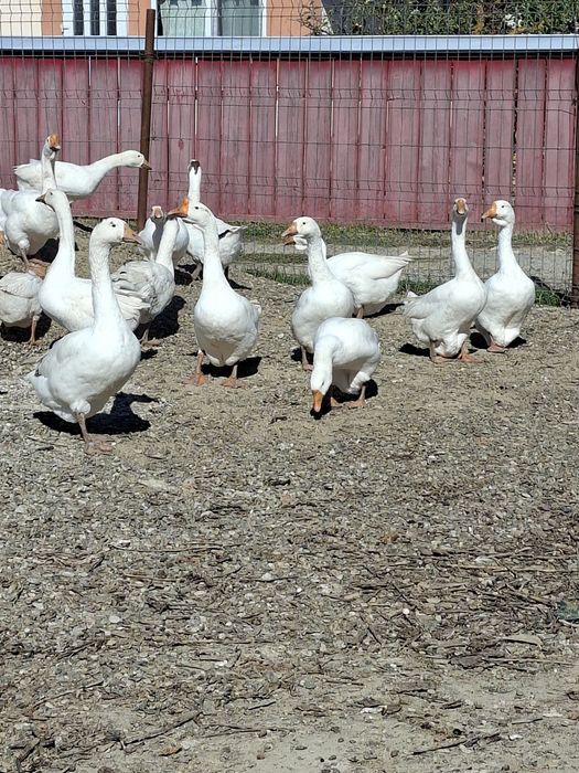 De vinzare gâște