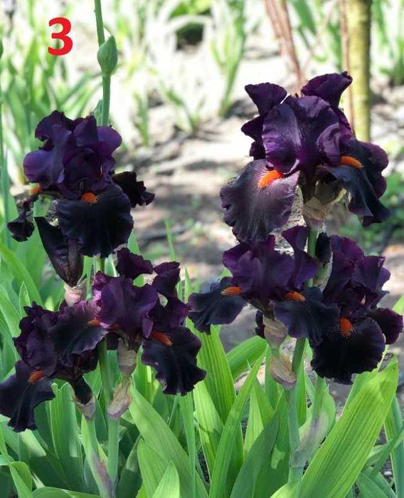 Сортови вискоки ириси /брадати ириси