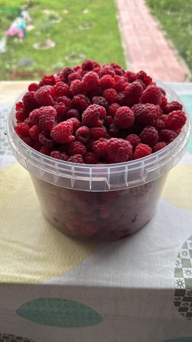 Продам саженцы малины.