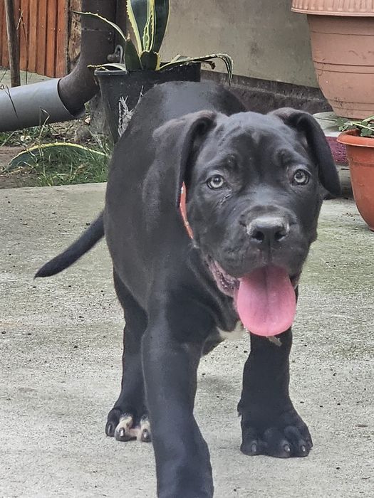 Cățeluși Cane Corso