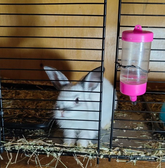 Крольчата домашние