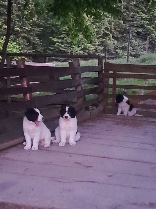 Vând mielute de bucovina