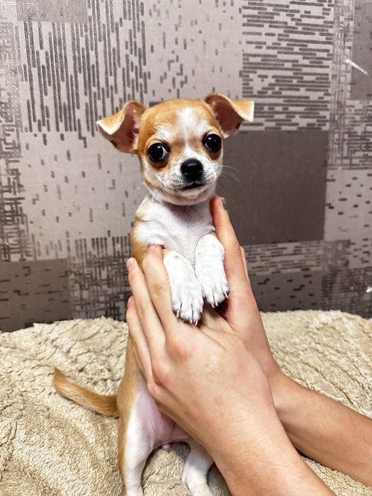 Щенок принцесса чихуахуа