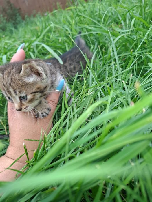 Продам бенгальских котят