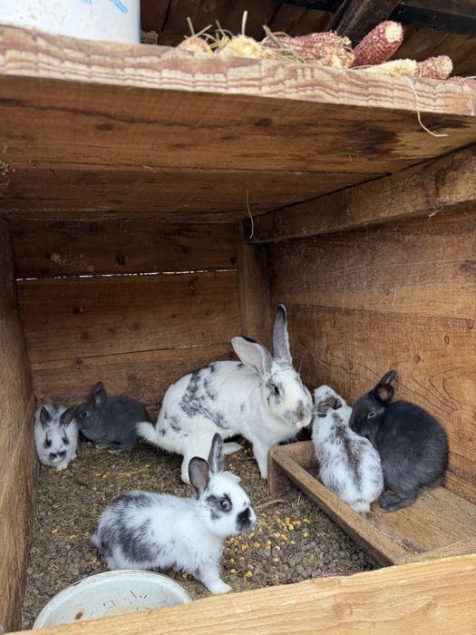 Vand iepuri si iepuroaie cu pui