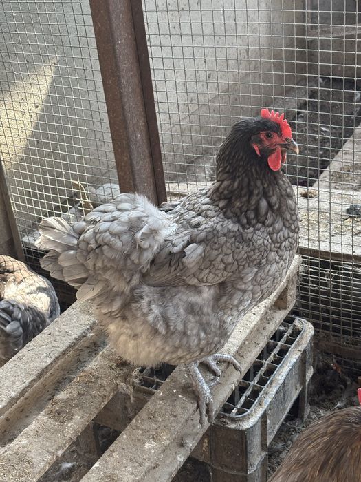 Продам яйца на инкубацию