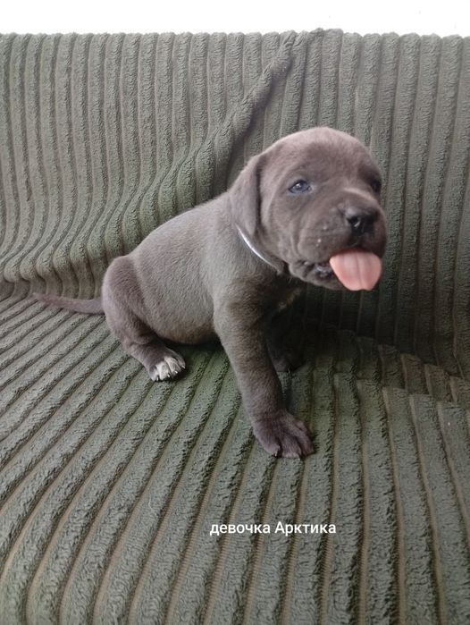 Кане Корсо Cane Corso Italiano