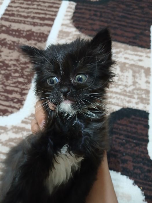 Котята отдаём бесплатно в добрые руки