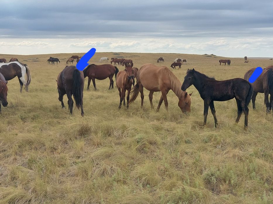 Продам бие кулнмен