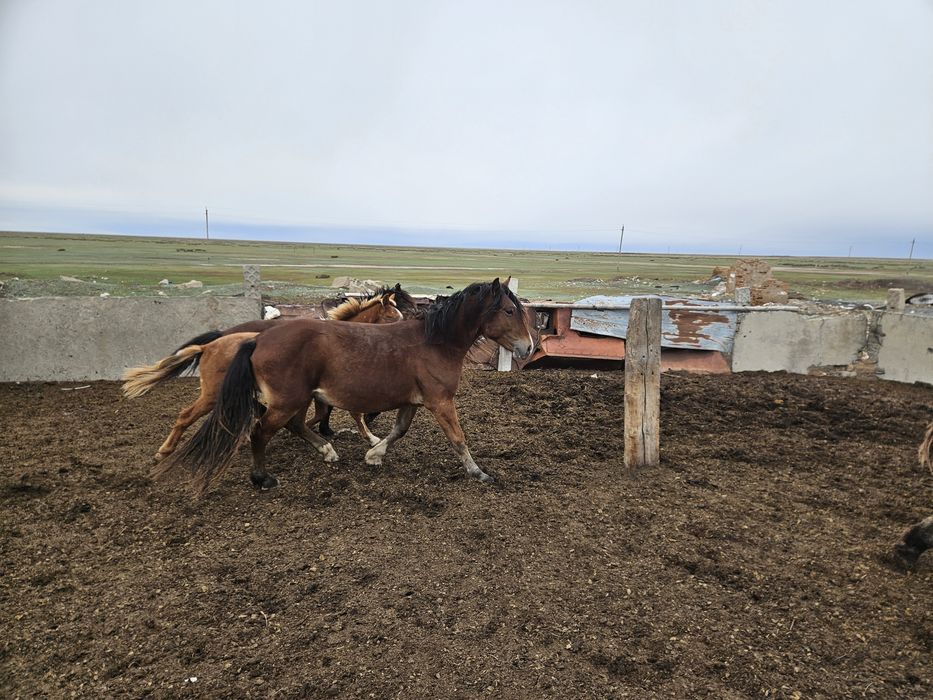 Айгырлар сатылады