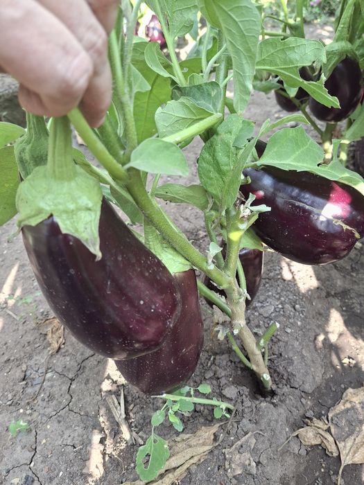Продам дачные баклажаны и кабачки.