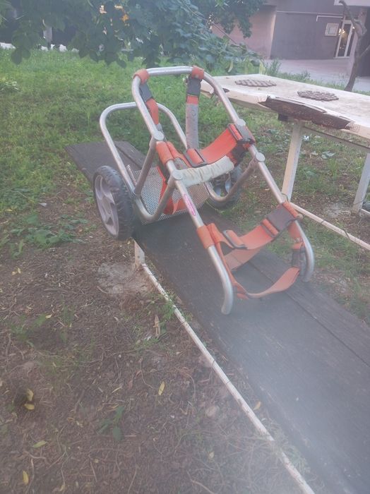 Cărucior handicap cățel