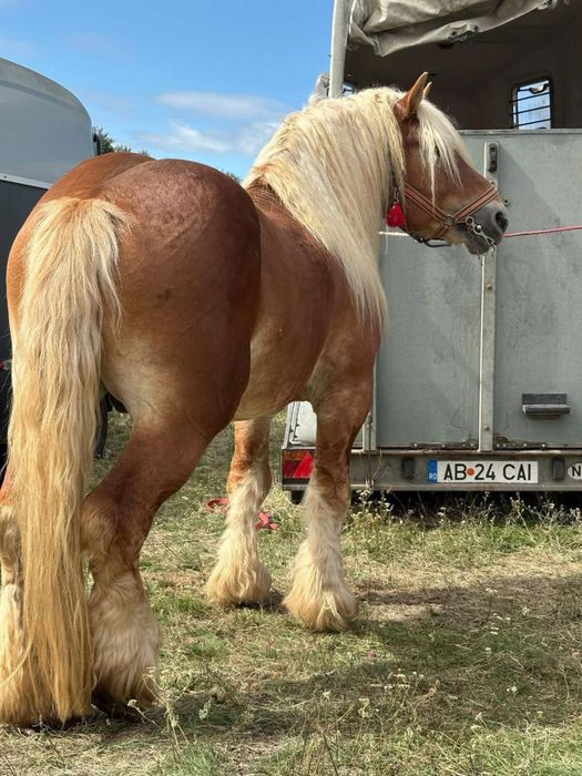 Minza ardeneza de vinzare de 1 an