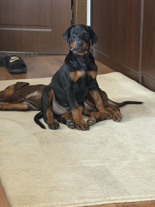 Doberman mascul