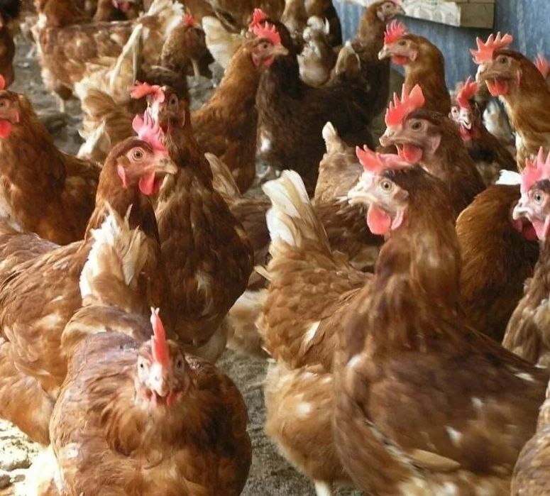 Куры красные на апрель