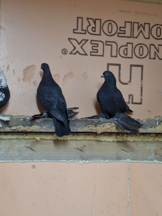 Продам голубей бойных