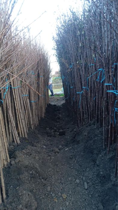 Vând Pomi Fructiferi