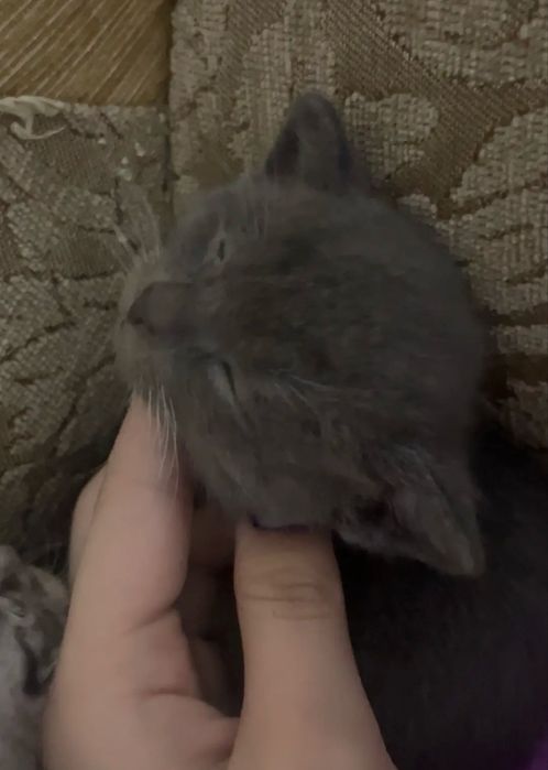 Британская кошечка